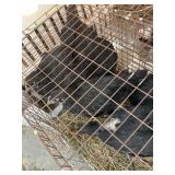 black chickens