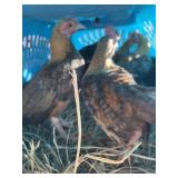 bantam chicks