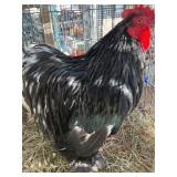 bantam cochin pair
