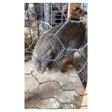 guinea with box