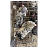 roosters