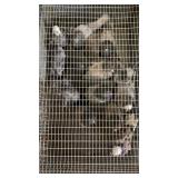 pigeons