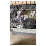 lionn head rabbit with cage