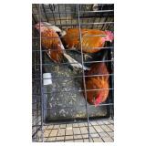 bantam roosters