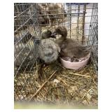 call ducklings