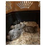 turkey chicks