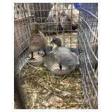 call ducklings