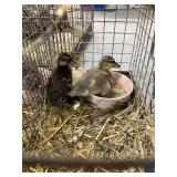 call ducklings