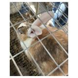 buck rabbit