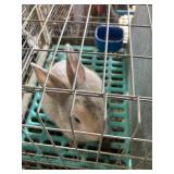 rabbit doe