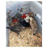3wks old bym chicks