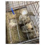 welsh harlequin ducklings