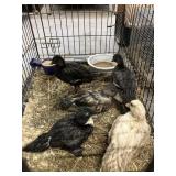call ducks