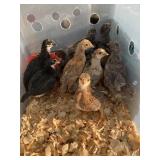3wks old bym chicks
