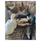 ducks