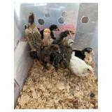 3wks old bym chicks