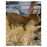doe goat  INAK5232