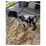 buck goat  INAK5233