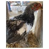dark brahma rooster