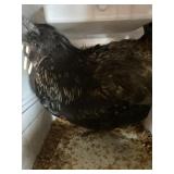 ayam cemani pair w/ leakage