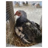 dark brahma rooster