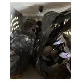 ayam cemani pair w/ leakage