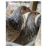 dark brahma hens
