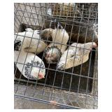 3 brahma hens 2yrs old i mix 1yr brahma slikie