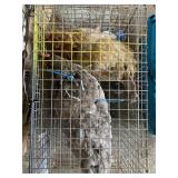 1 barred lavendar 1 easter egger hens 1yr old