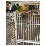 bonded love bird pair