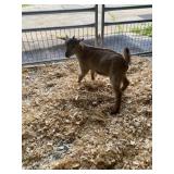 INAK5234 buck goat