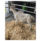 buck goat  INAK5235