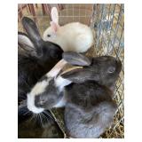Fermale bunnies