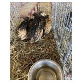seabrigh chicks