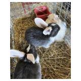 male bunnies