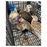 turkey poults
