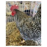 barred rock rooster