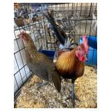 pair of game bantams