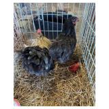 pair of cochin Bantams