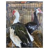 pair of muscovy ducks