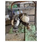 narragesett turkey HENS