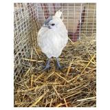 youn zombie pullet