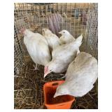 F1 zombie pullets