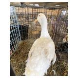 pekin drake