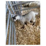 carmel pygmie doe INAK5226