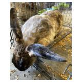 speckeled flemish doe