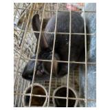 Black satin buck rabbit