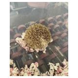 female hedge hog