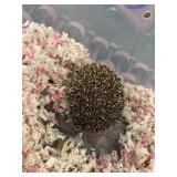 male hedge hog
