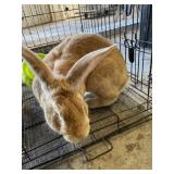 red flemish buck